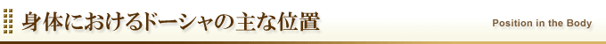 身体におけるドーシャの主な位置