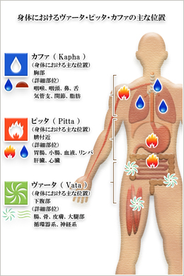 身体における各ドーシャの主な位置