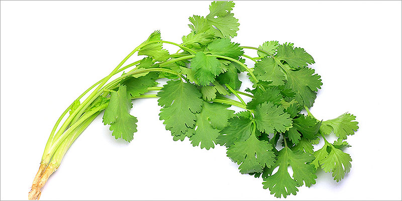 コリアンダー（Coriander）